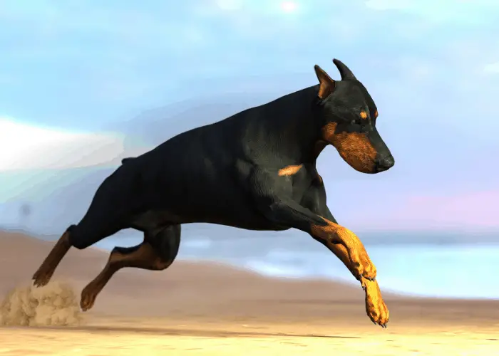 Doberman Pinscher: Best Guard Dog For Your Family 9 doberman pinscher running and jumping