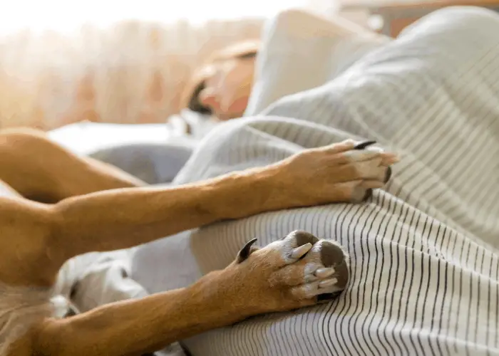 dog and owner sleeping together in bed
