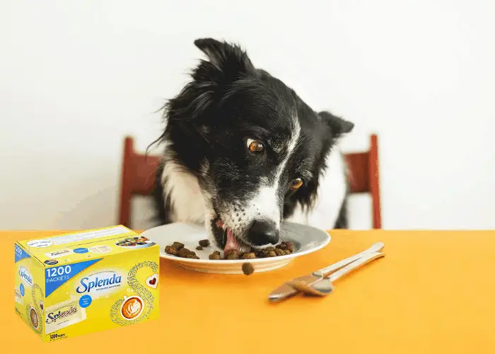 dog eating a meal with splenda box on the table