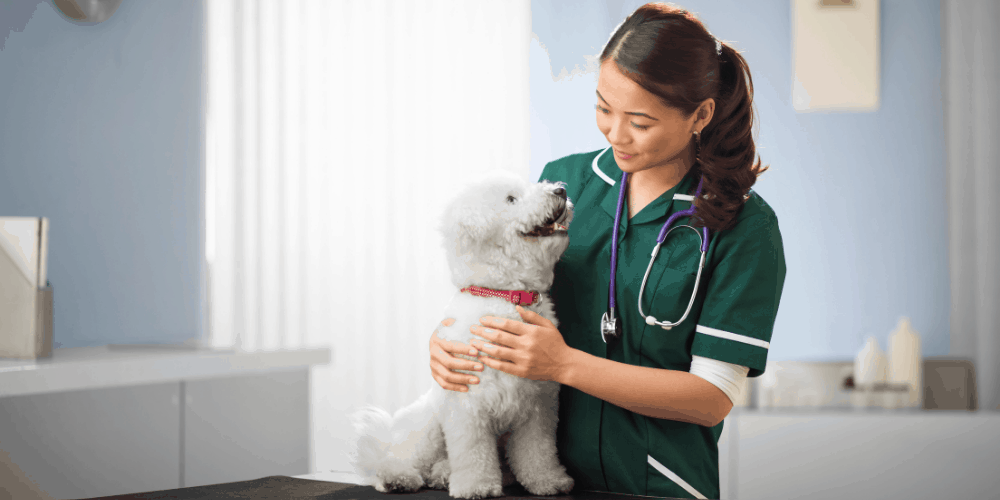 dog health and grooming image