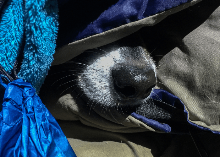 pit bull dog sleeping under the blanket
