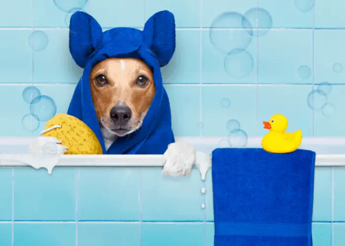 Dog Health and Grooming Basics 3 dog in a bath tub