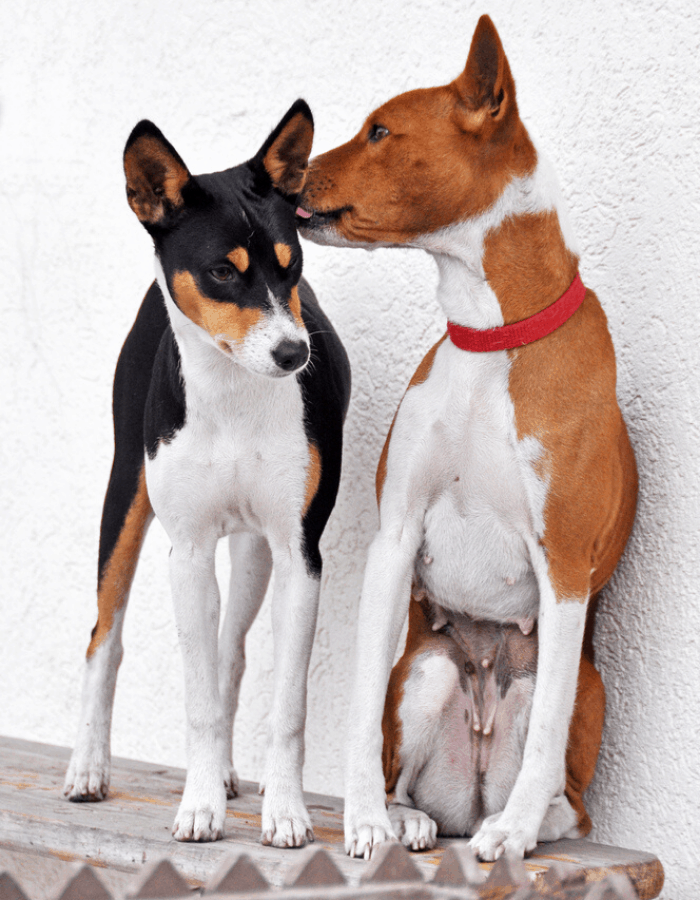 dog licking other dog's ear 