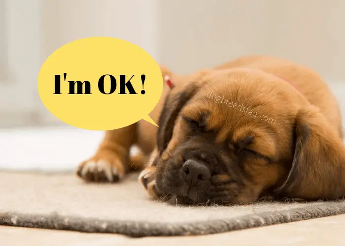 Why Do Dogs Bark In Their Sleep? (Weird Behavior Explained) 8 dog saying I'm ok