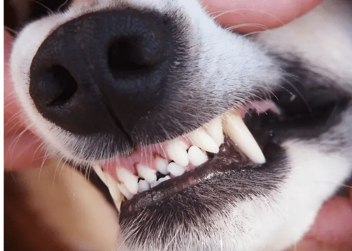 Why Do Dogs Have Whiskers? 4 dog showing its teeth