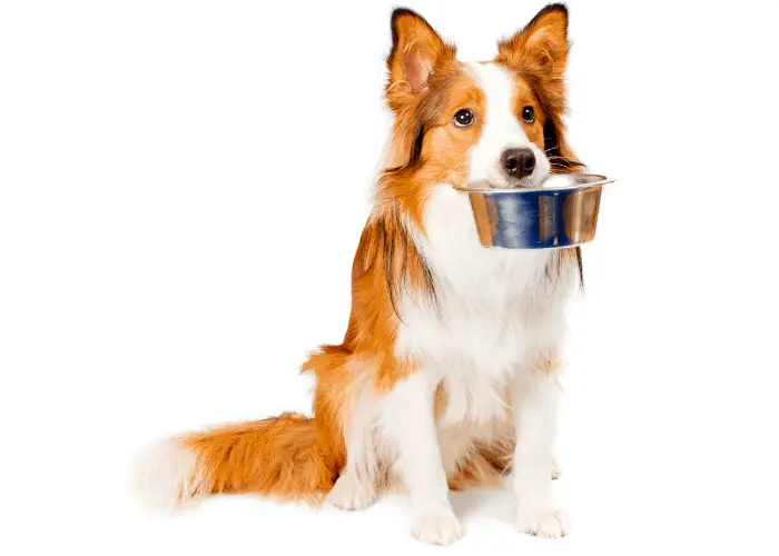 Can Dogs Eat Tater Tots? 3 dog waiting for a meal image on white background