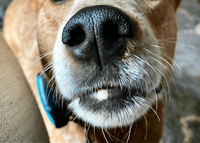 dog whiskers close up