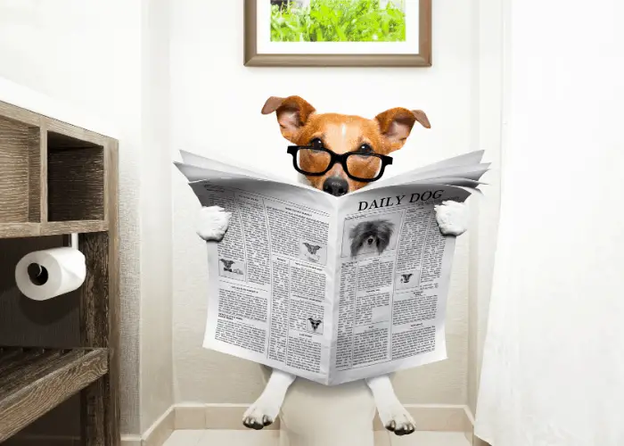 Can Dogs Eat Crackers? 4 dog with eyeglasses reading newspaper while sitting on a toilet bowl