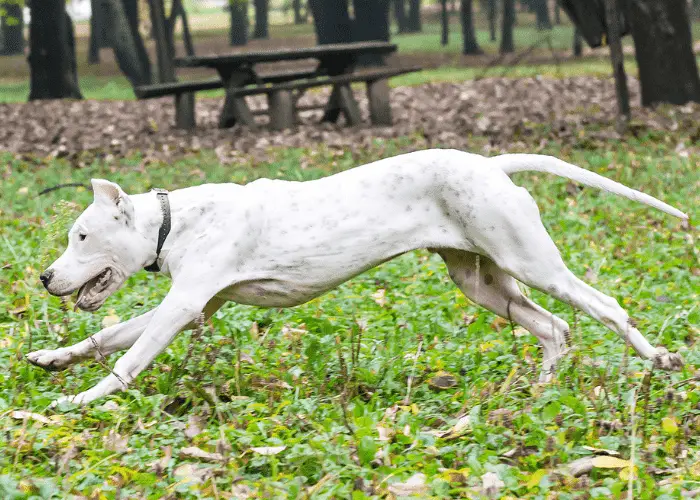 dogo argentino running on the lawn