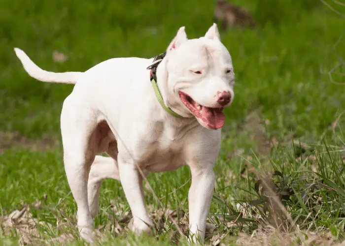 Dogo Argentino information 3 dogo argentino walking on the lawn