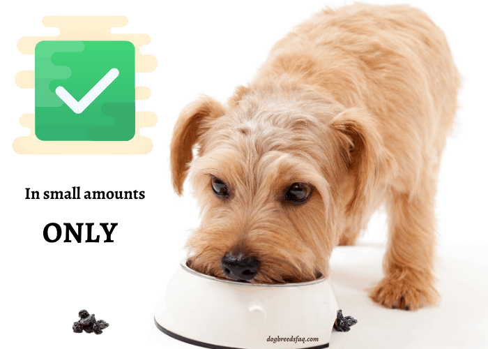 dogs can eat prunes in small amount only illustration