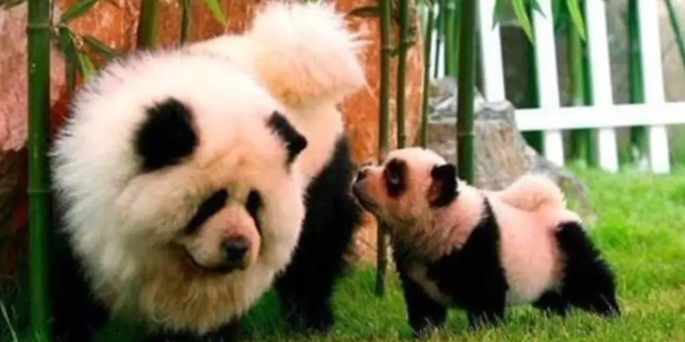 top-10-dogs-that-look-like-pandas-meet-the-impersonators