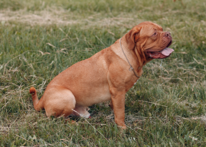 dogue de bordeux sitting on the lawn 