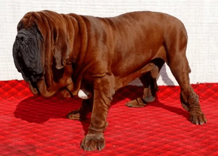 dosa Mastiff on a red carpet