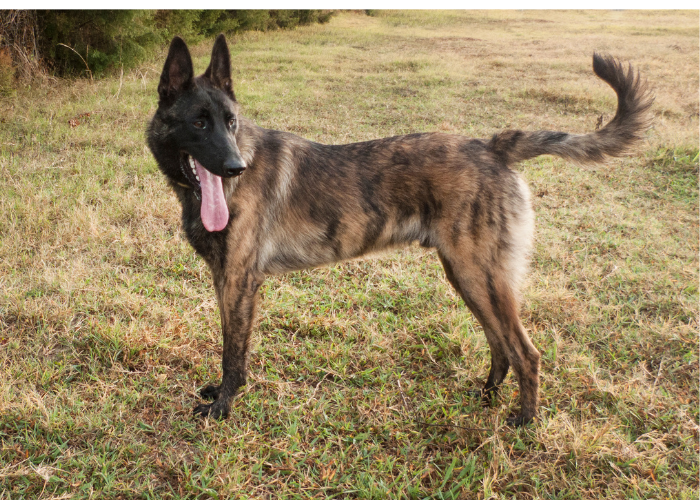 21 Dogs That Look Like German Shepherds: The K9 Doppelgängers 7 dutch shepherd dog in the field