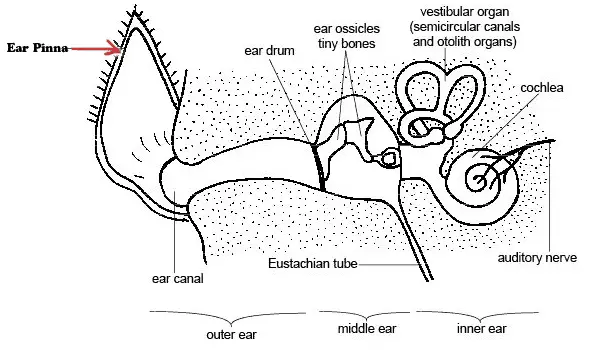 anatomy of the ear showing the pinna, which is responsible for transporting sound to the middle ear