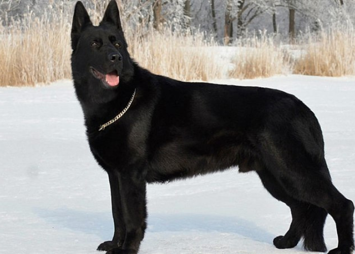 21 Dogs That Look Like German Shepherds: The K9 Doppelgängers 27 east european shepherd on the snow