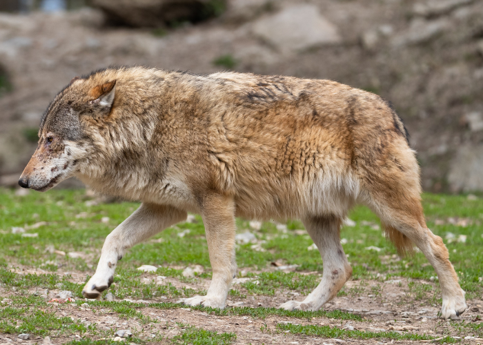 eastern timber wolf in the forest