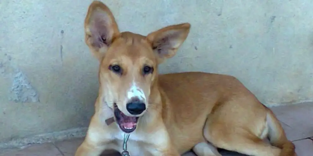 Ekuke Dogs The Protective Nigerian Local Dog Breed