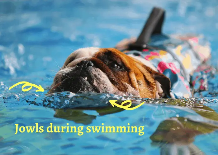 Why Do Dogs Have Jowls? 6 english bulldog using his jowls for swimming