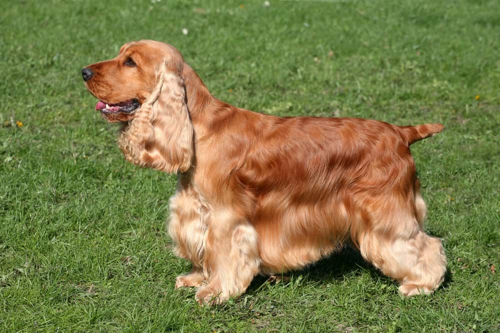 english cocker spaniel standing on the lawn