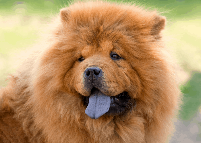 fluffy chow chow puppy showing its tongue