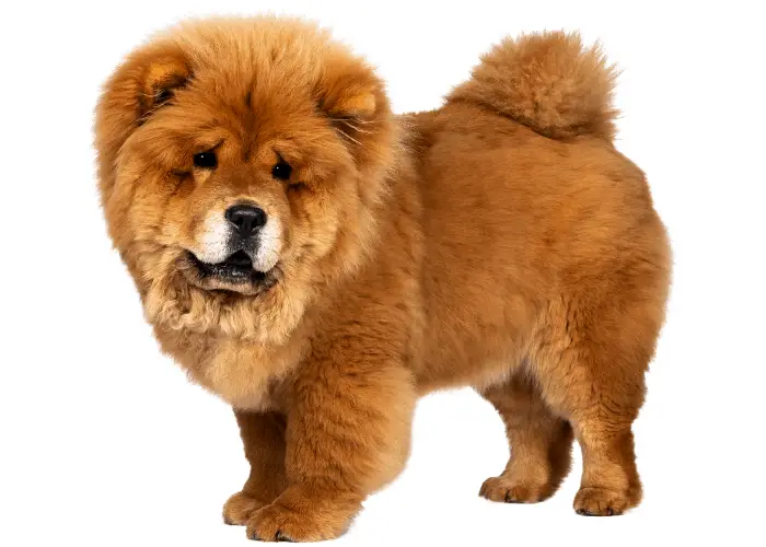 Why Chow Chows Have Blue-Black Tongues 5 fluffy chow chow puppy standing on white background
