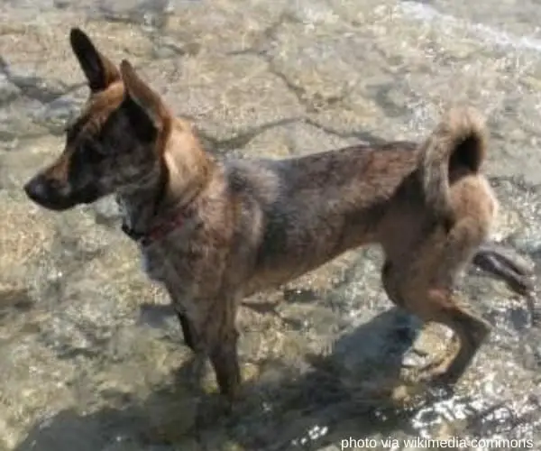 formosan mountain dog standing on shallow water