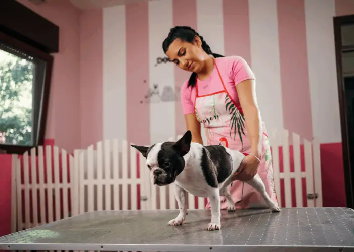 The Brindle French Bulldog: A Complete Guide 7 french bulldog in a dog grooming salon
