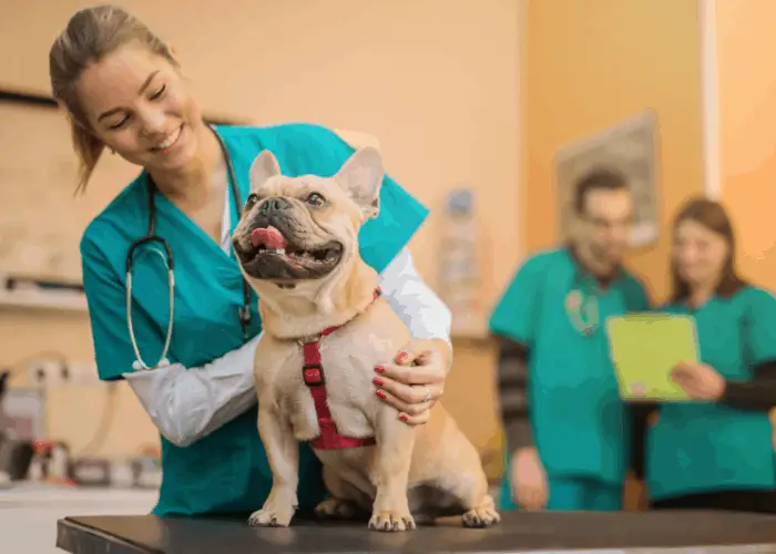 French Bulldog Tail: Natural or Just Docked? 6 french bulldog in a vet clinic