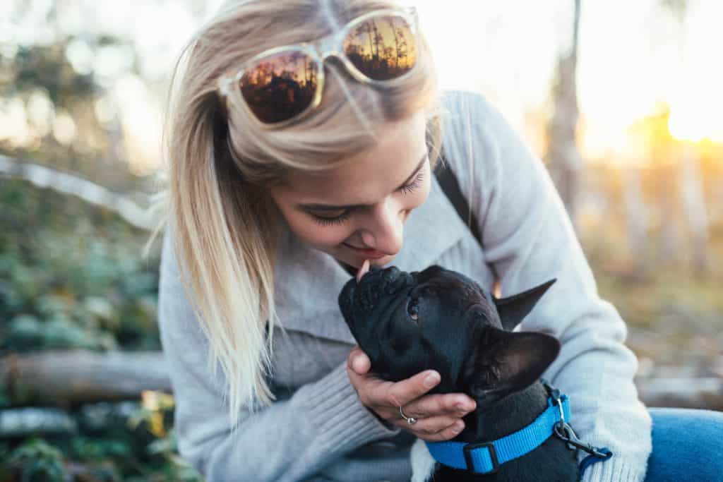 Are French Bulldogs Good Pets? 7 french bulldog licking woman's face