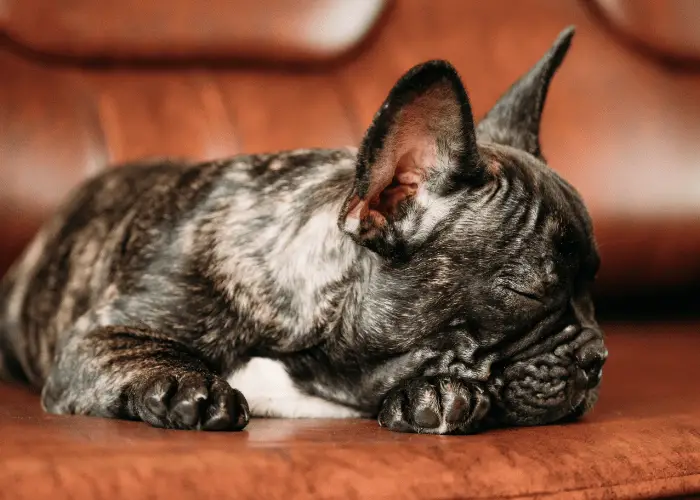 french bulldog sleeping on the couch