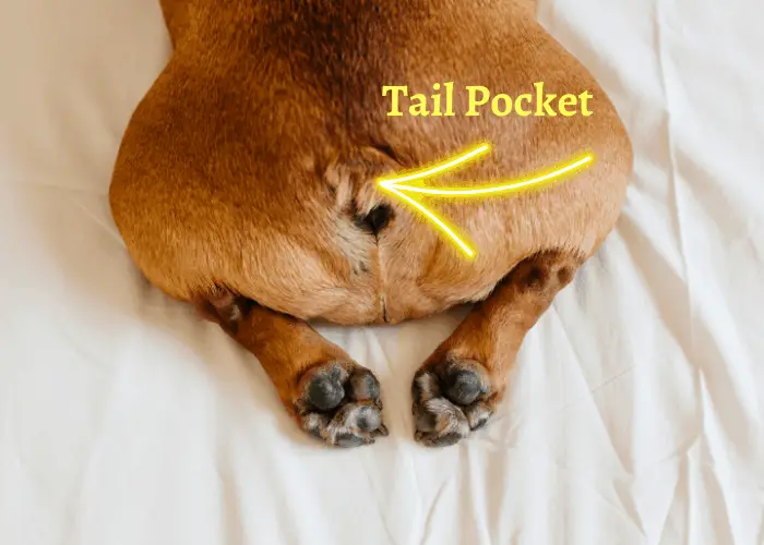 are the tails docked on a french bulldogs