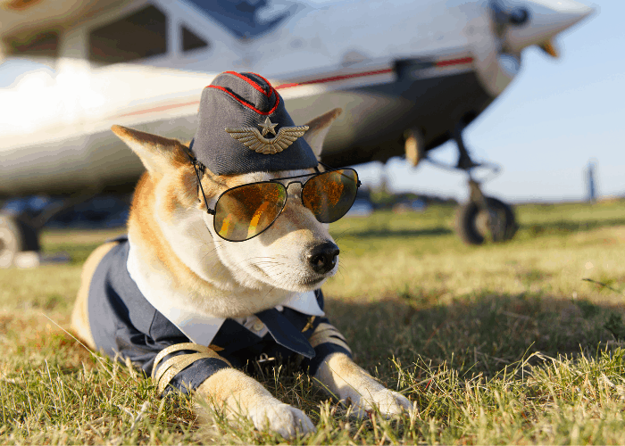 funny shiba inu puppy wearing a pilot attire