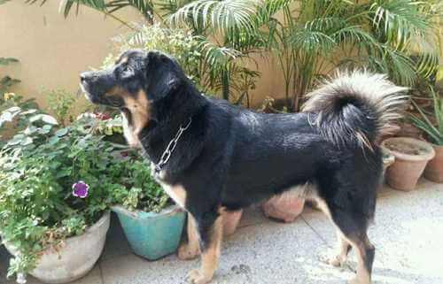 Top 10 Cute Dog Breeds Native to India 3 gaddi kutta dog breed in the garden