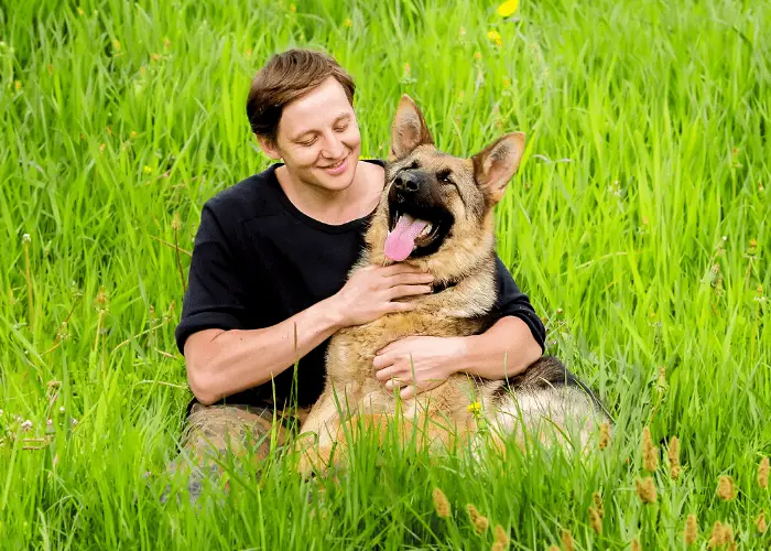 Male Versus Female German Shepherd: Their Differences 16 german shepherd and owner in the green grass
