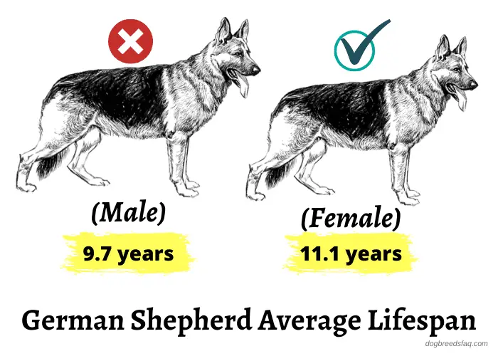german shepherd dogs average lifespan