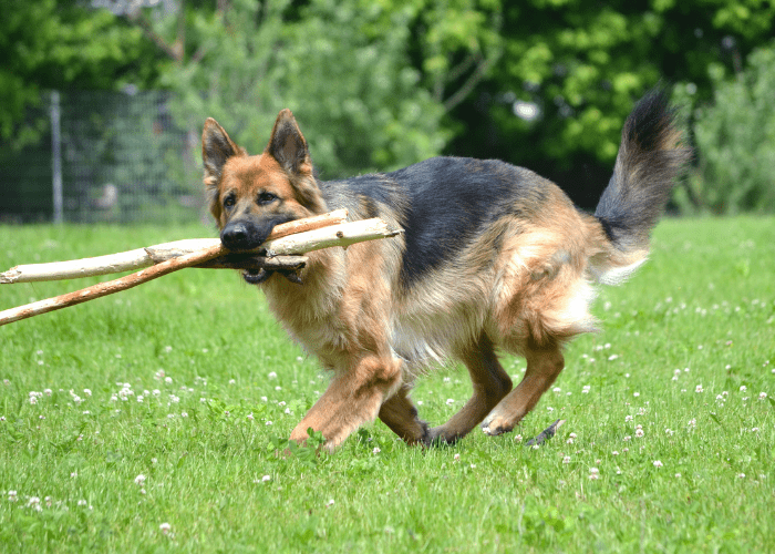 24 Dog Commands in German ( With Pronunciation and Audio ) 9 german shepherd fetching sticks