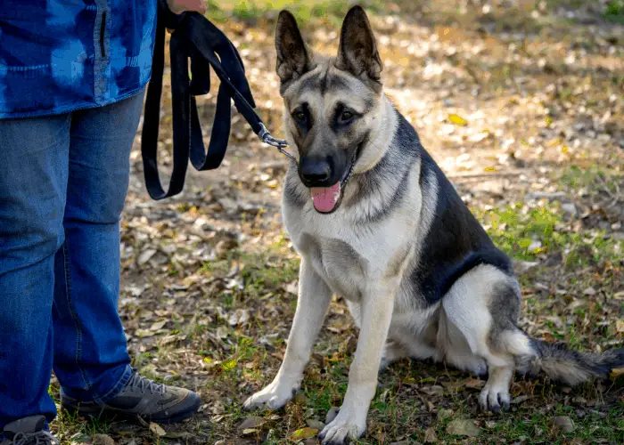 Male Versus Female German Shepherd: Their Differences 5 german shepherd on leash and owner