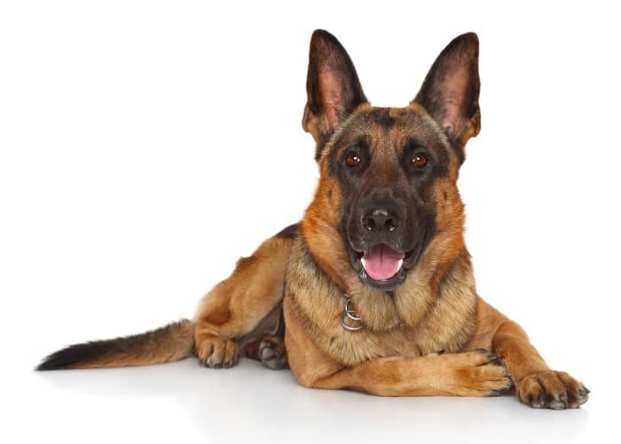 11 Protective German Shepherd Pros And Cons 2 german shepherd on white background