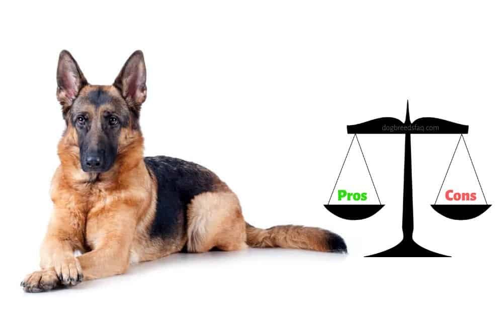 german shepherd pros and cons image