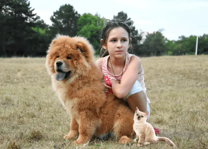 do chow chows get along with cats