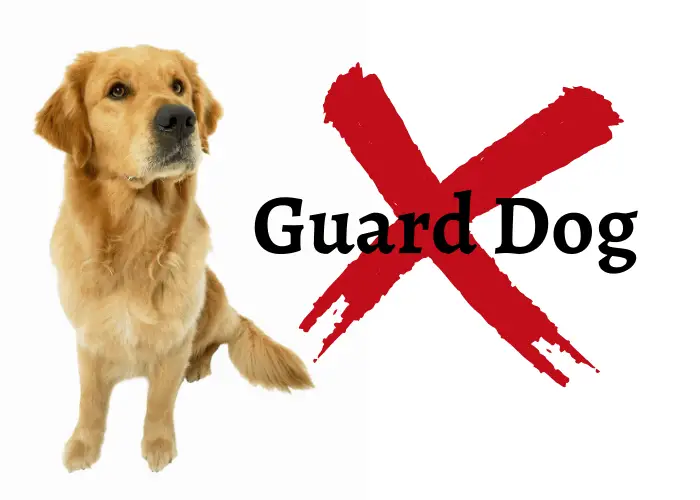 23 Golden Retriever Pros And Cons 15 golden retriever is not a guard dog