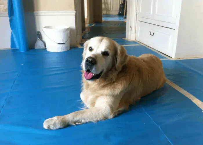 golden retriever on a blue floor