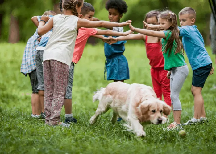 23 Golden Retriever Pros And Cons 9 golden retriever playing with kids
