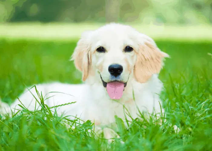23 Golden Retriever Pros And Cons 11 golden retriever puppy lying on the lawn