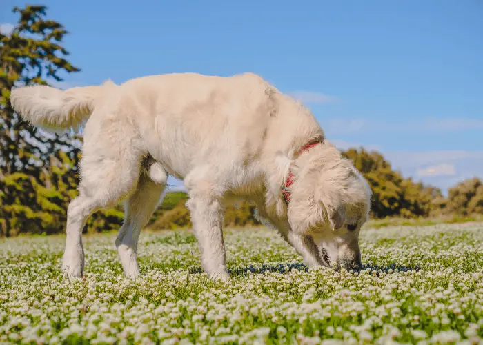 23 Golden Retriever Pros And Cons 8 golden retriever sniffing small flowers