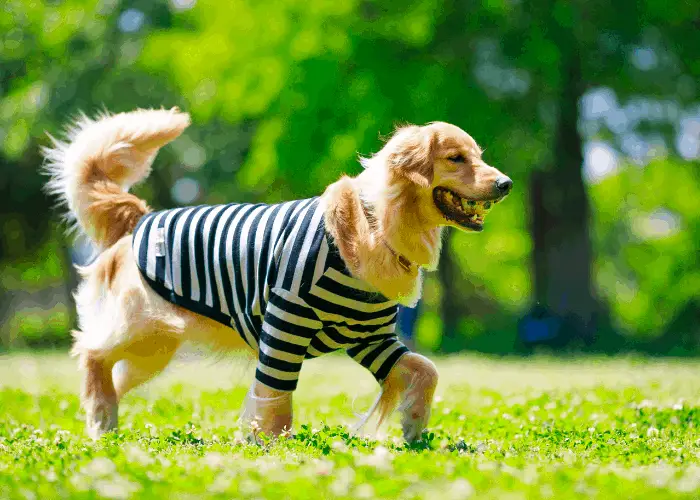 23 Golden Retriever Pros And Cons 24 golden retriever with a shirt walking on the lawn