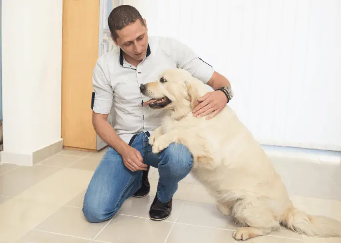 23 Golden Retriever Pros And Cons 23 golden retriever with owner at home