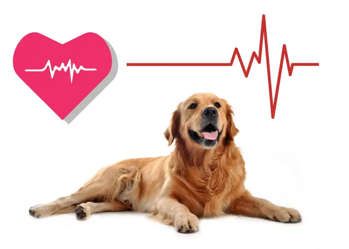 23 Golden Retriever Pros And Cons 3 golden retriever with red heart and heartbeat